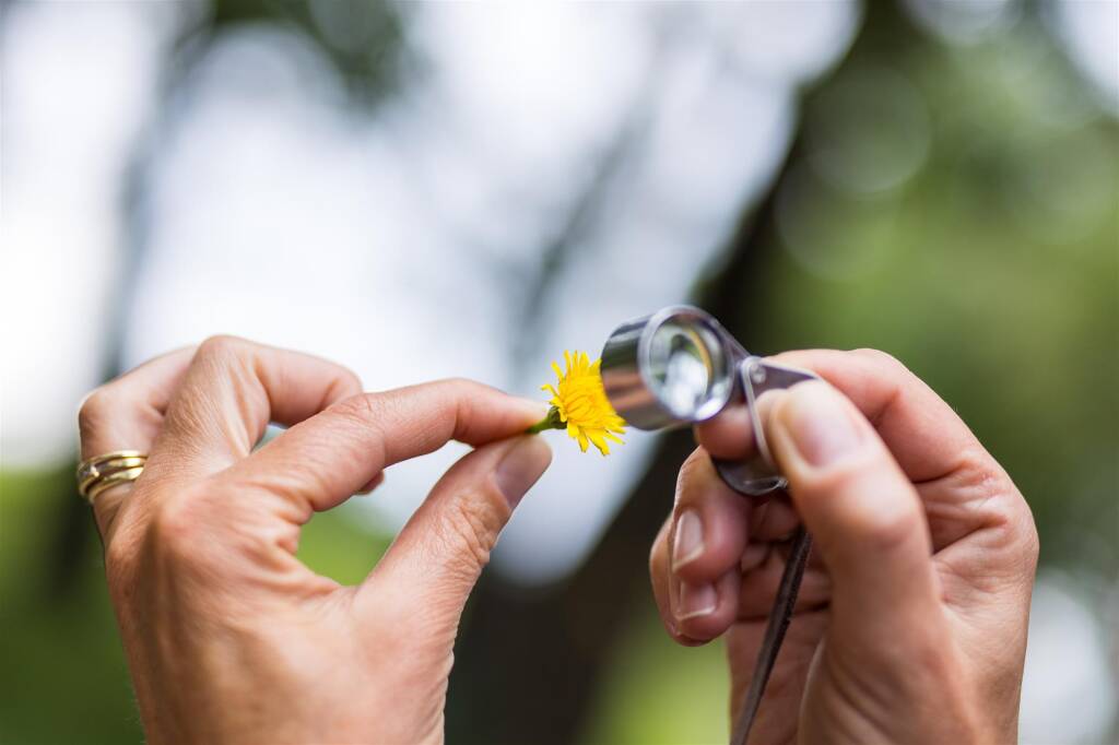 Sortie botanique : Découverte des plantes des sous-bois