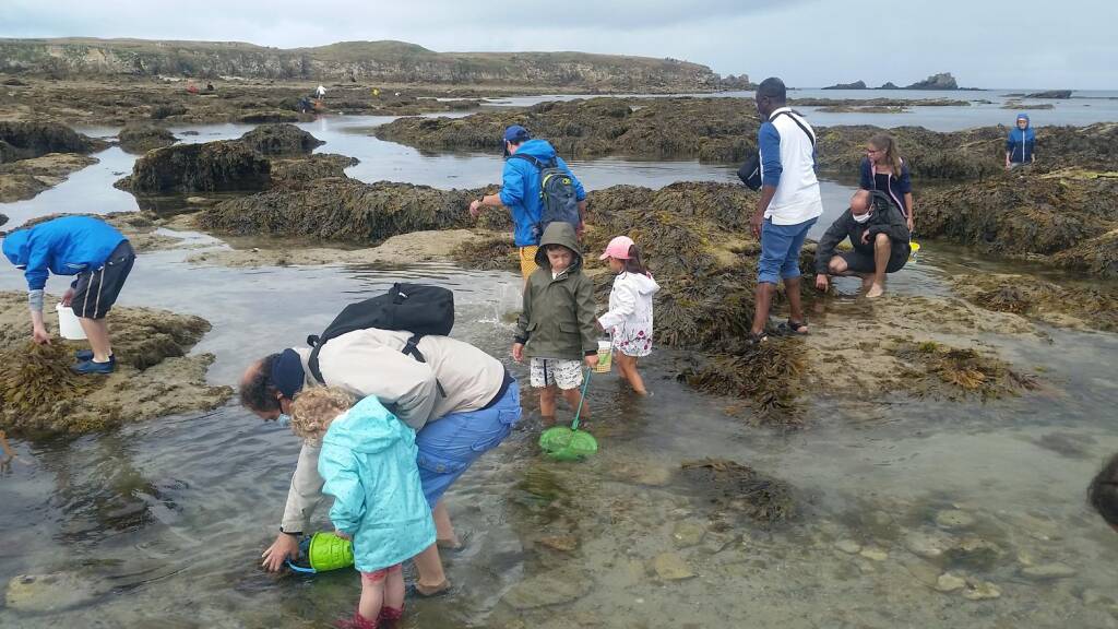Découverte des trésors de l'estran à marée basse - Quibtao