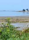 incroyables chemins plantes littoral 2