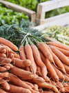 carottes-marche