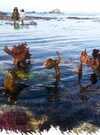 quibtao-balade-peche-a-pied