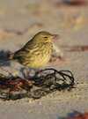 Visite nature "Les oiseaux nicheurs de la barre d’Etel"