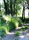 Balades découverte des plantes des chemins