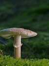 pearl-fungus-8237670_1280