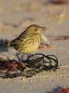 Visite nature "Les oiseaux nicheurs de la barre d’Etel"