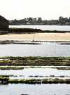 7chemins_detournes_ostrea