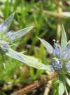 Plantes sauvages
