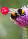 Atelier « bombes à graines » et nichoir à abeilles !