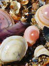 Atelier coquillages