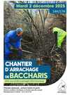 Chantier baccharis
