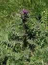 Le Cirse des marais Cirsium palustre