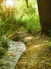 Bain de forêt