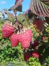 Fruits rouges de Calavret Fruits rouges de Calavret