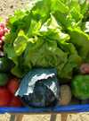 petit-potager-carnac