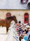 Reportage_Haras_Hennebont_QAPTUR_HD7 Reportage_Haras_Hennebont_QAPTUR_HD7