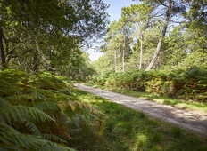 sentier-foret-erdeven_792x528