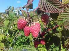 Fruits rouges de Calavret