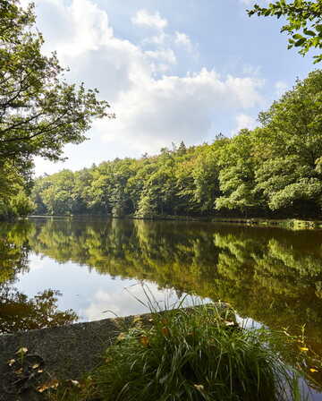 Etang du Petit Bois à Camors