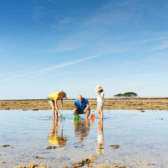 Pêche à pied à Locmariaquer pendant les grandes marées et dégustation de fruits de mer et huîtres