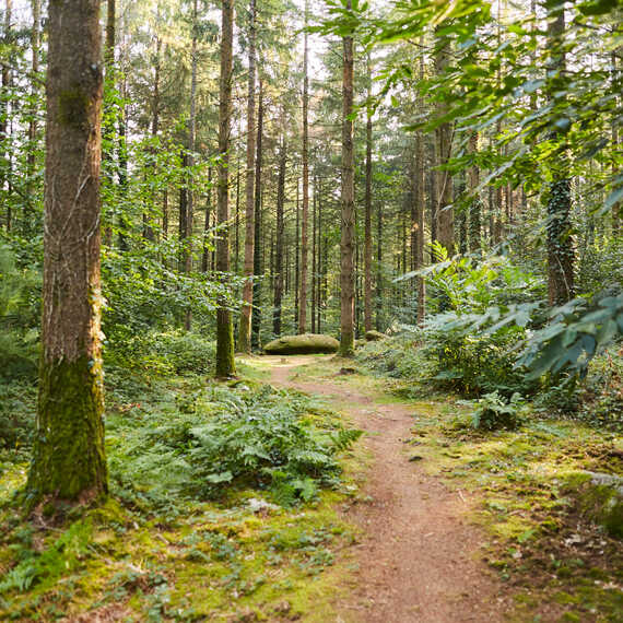 Randonnée dans la forêt de Camors ou sur le chemin de Cadoudal à Locoal Mendon ou encore le long de la rivère d'Auray en été, à 'automne ou en hiver