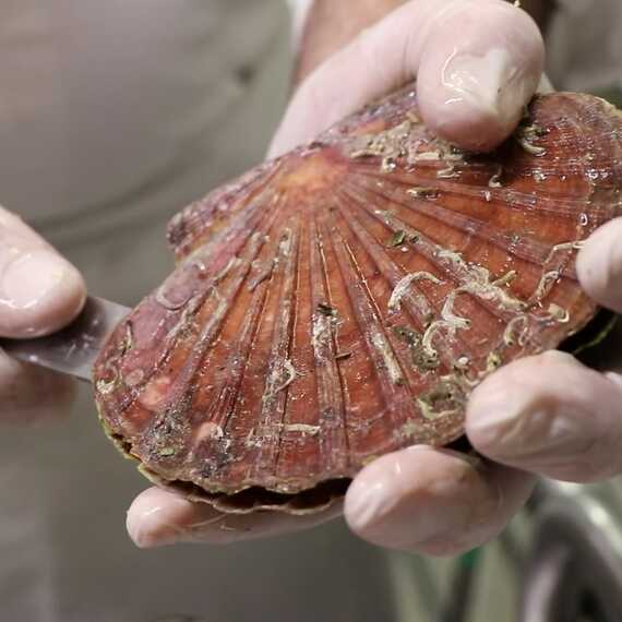 Coquille Saint JAcques