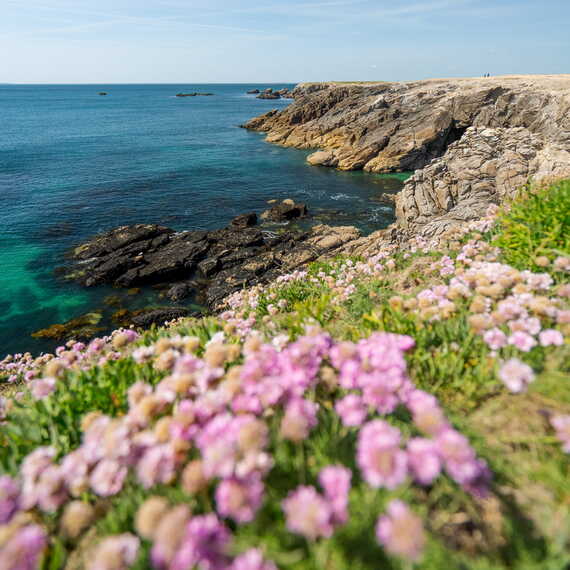 Côte sauvage armérie