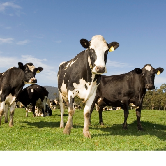 Vache