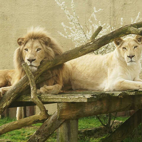 Zoo de Pont-Scorff en Bretagne sud - Bénéficiez de réductions en réservant les billets à l'office de tourisme