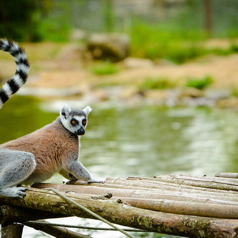 Parc animalier de Branféré dans la Baie de Quiberon en bretagne Sud -Bénéficiez de tarifs réduits en achetant vos billets à l’Office de Tourisme