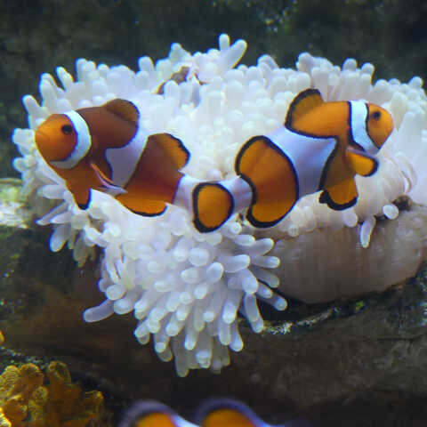 Visiter l'aquarium de Vannes et ses différents univers marins, du Golfe du Morbihan aux univers tropicaux