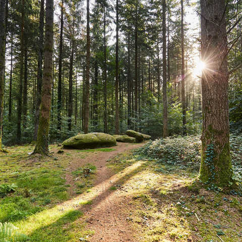 Forêt de Camors