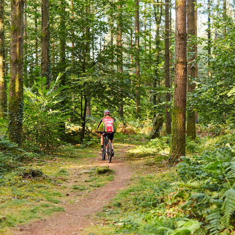 Rando Forêt de Camors