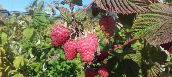 Les Framboises et Fruits Rouges de Calavret Les Framboises et Fruits Rouges de Calavret