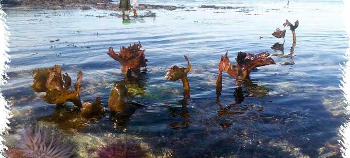 Découverte des trésors de l'océan à marée basse Découverte des trésors de l'océan à marée basse