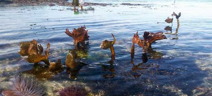Découverte des Trésors de l'océan à marée basse Découverte des Trésors de l'océan à marée basse
