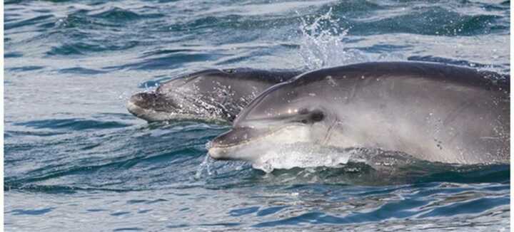 Sorties Faune Ocean : Embarquez et partez à la rencontre de la faune marine de Bretagne