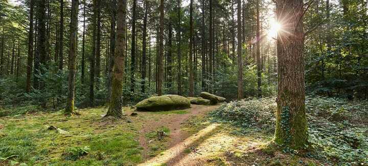 Balade Guidée en forêt de Camors Balade Guidée en forêt de Camors