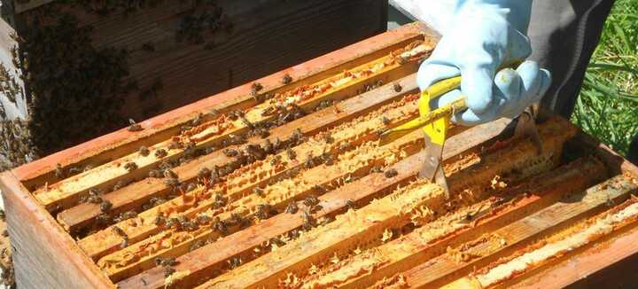 Fête des abeilles et des animaux de la ferme Fête des abeilles et des animaux de la ferme