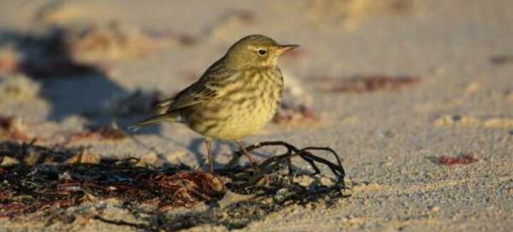Les oiseaux hivernants de la barre d’Etel