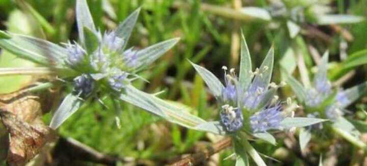 Balade découverte des plantes sauvages