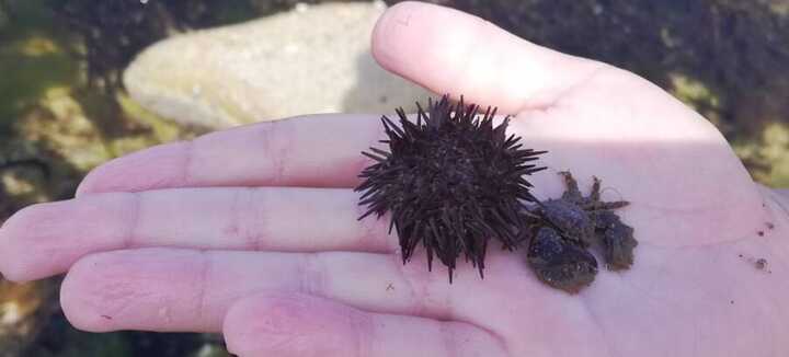 Découverte de l'estran et initiation à la pêche à pied Découverte de l'estran et initiation à la pêche à pied
