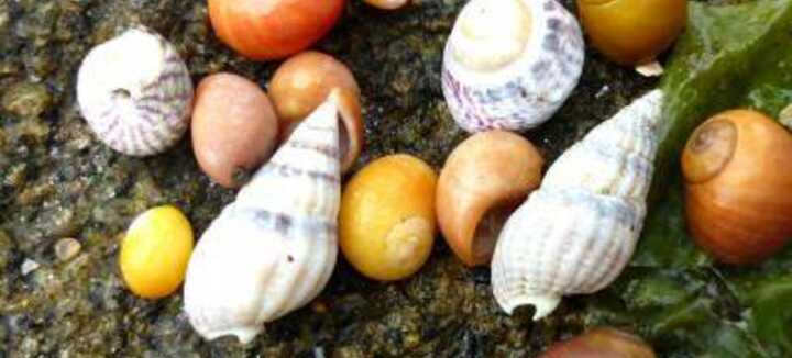 Découverte de l'estran : les petits animaux du bord de mer Découverte de l'estran : les petits animaux du bord de mer