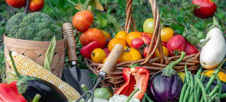 Rendre un sol vivant avec la permaculture