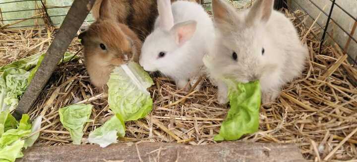 Atelier "Bébé fermier"