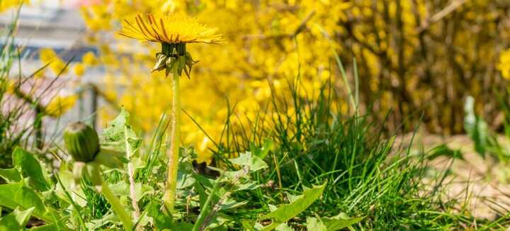 Découvrez les propriétés cachées des « mauvaises herbes » !