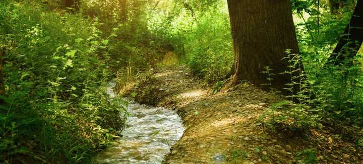 Bain de forêt
