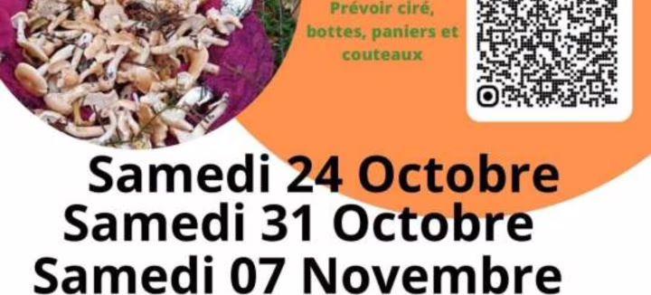 Balade champignons