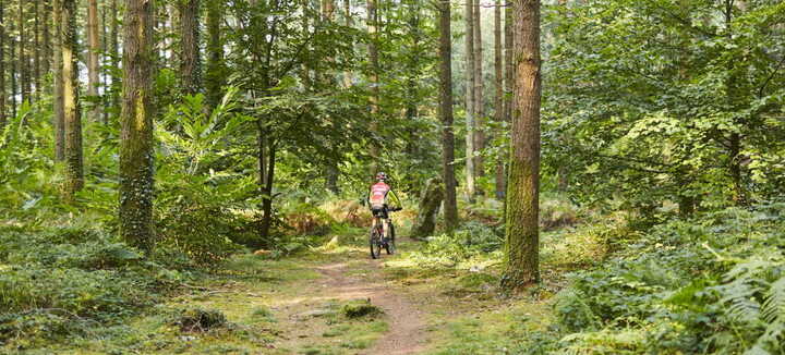 Camors - Circuit VTT - Circuit de la Forêt Camors - Circuit VTT - Circuit de la Forêt