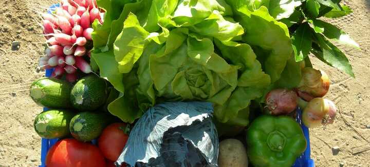 Le Petit Potager Le Petit Potager