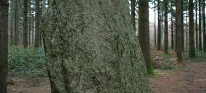 Menhir Men Vras Menhir Men Vras